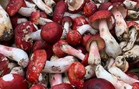 大红菌煮鸭子怎么做