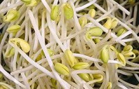 口蘑炒豆芽怎么做