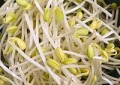 口蘑炒豆芽怎么做