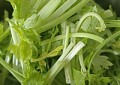 香芹拌海鲜菇怎么做